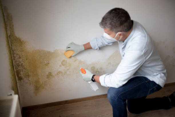 Best Comprehensive Air Testing for Mold Contaminants  in Puget Island, WA