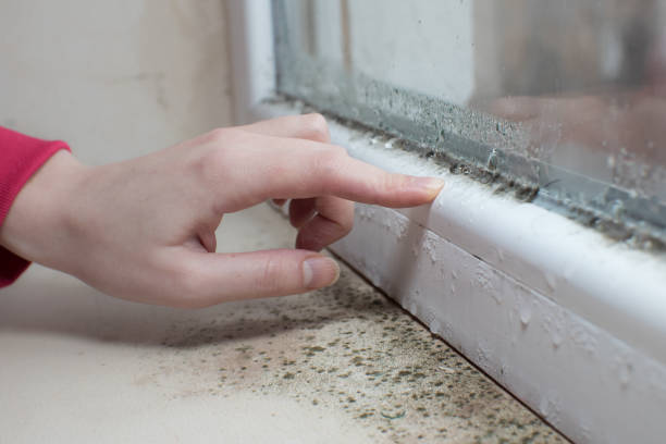 Asbestos and Lead Testing During Mold Inspection in Puget Island, WA
