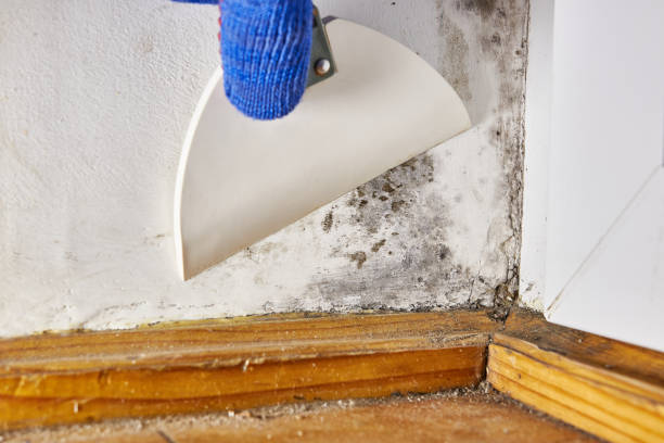 Best Mold Remediation for Healthcare Facilities  in Puget Island, WA