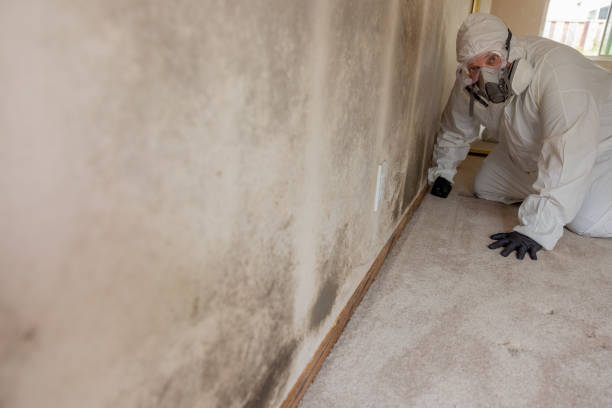 Best Mold Odor Removal Services  in Puget Island, WA